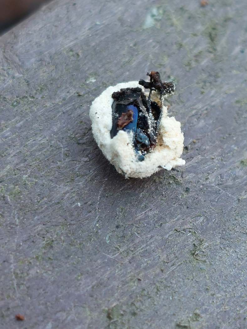 Photo © Jesper Launder Beaveria bassiana sl. by Jesper Launder